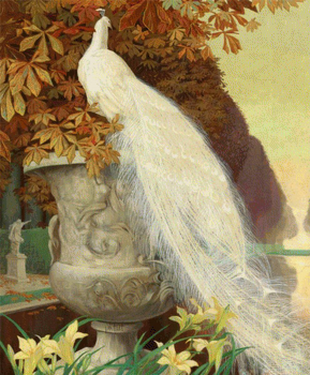 Павлин - павлин. пейзаж, природа - предпросмотр