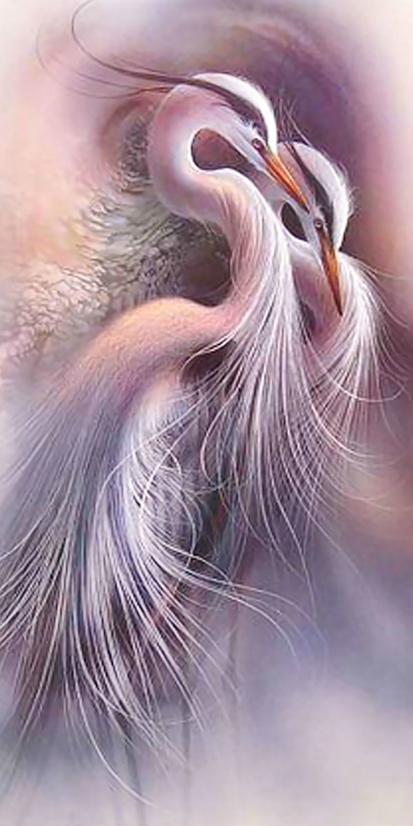 Цапли. - птицы, цапли - оригинал