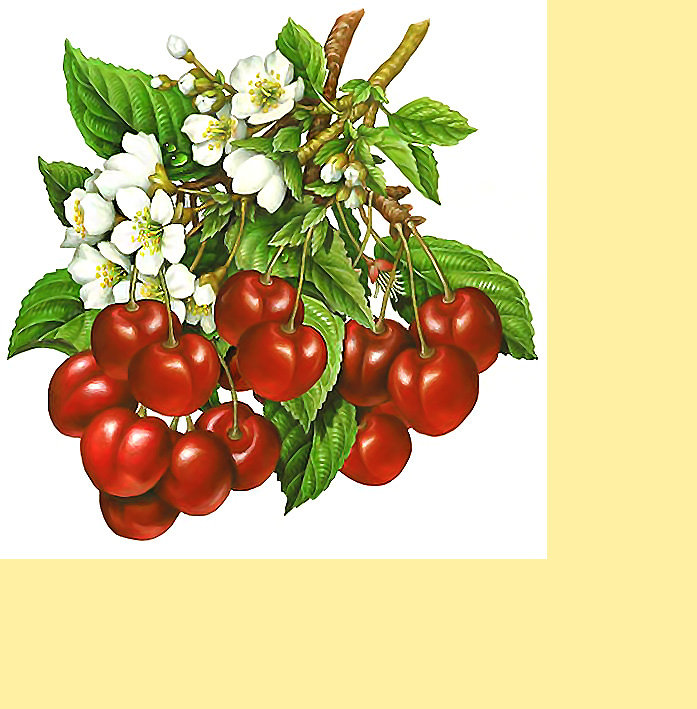 Серия "Фруктово-ягодная". Черешня - фрукты, ягоды, черешня - оригинал