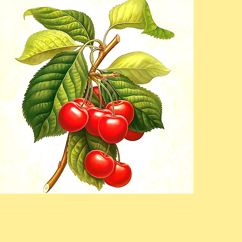 Серия "Фруктово-ягодная". Черешня - ягоды, фрукты, черешня - оригинал