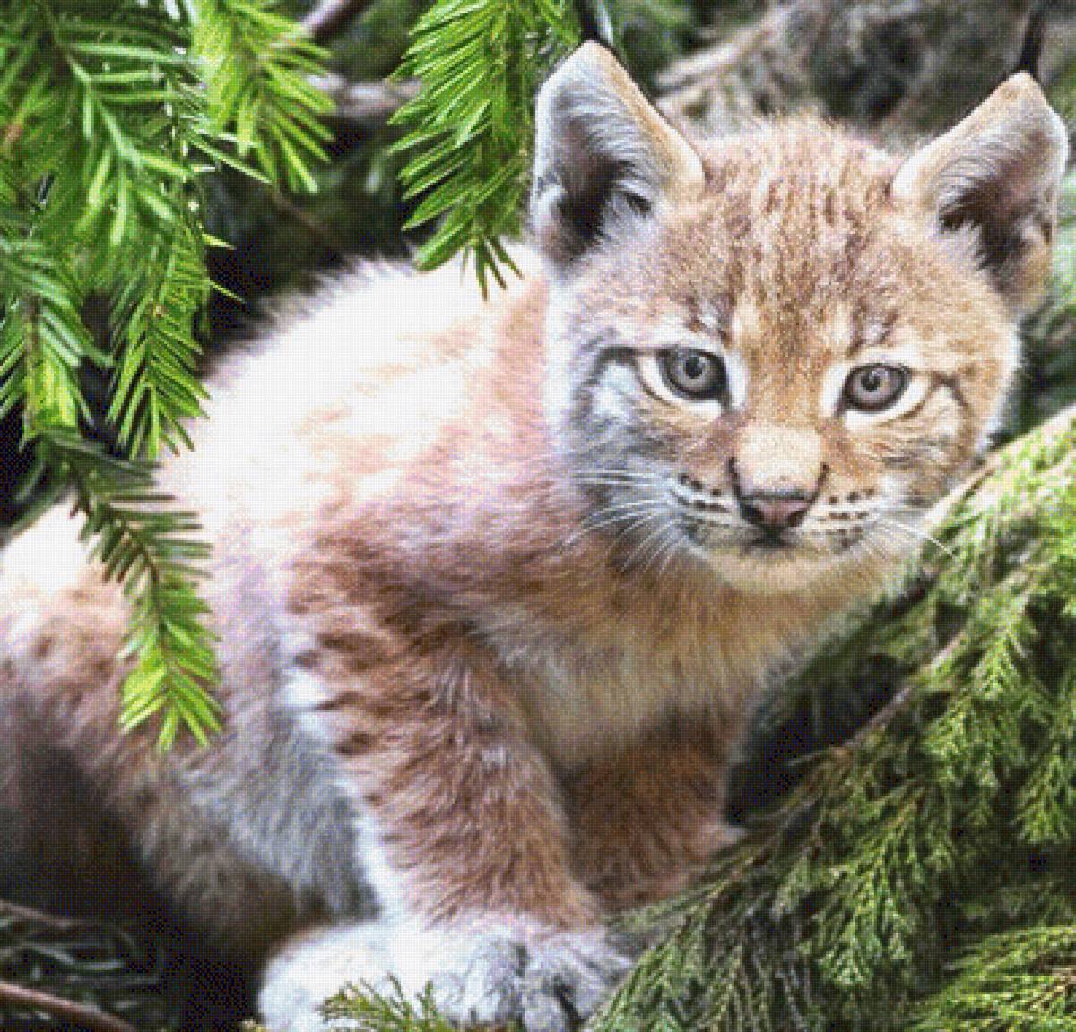 Рысь - рысь. жизнь в лесу . - предпросмотр