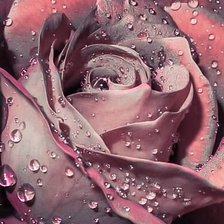 Схема вышивки «Роза»