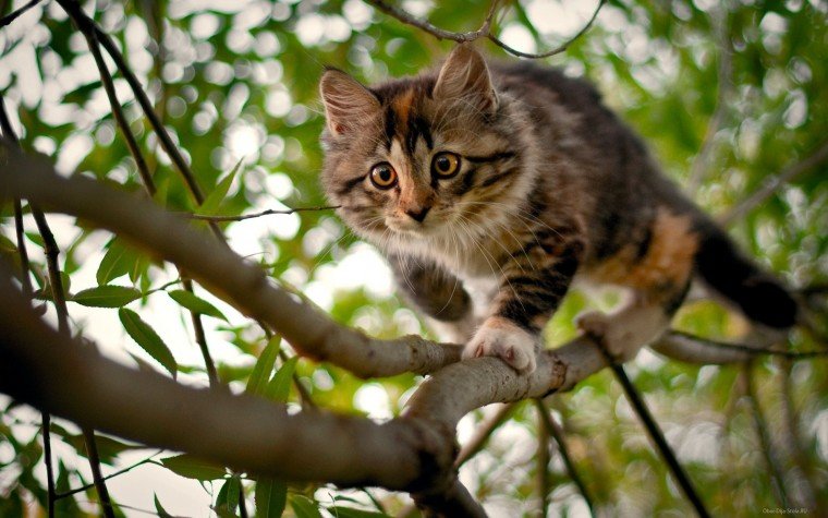 Кошка на дереве - оригинал