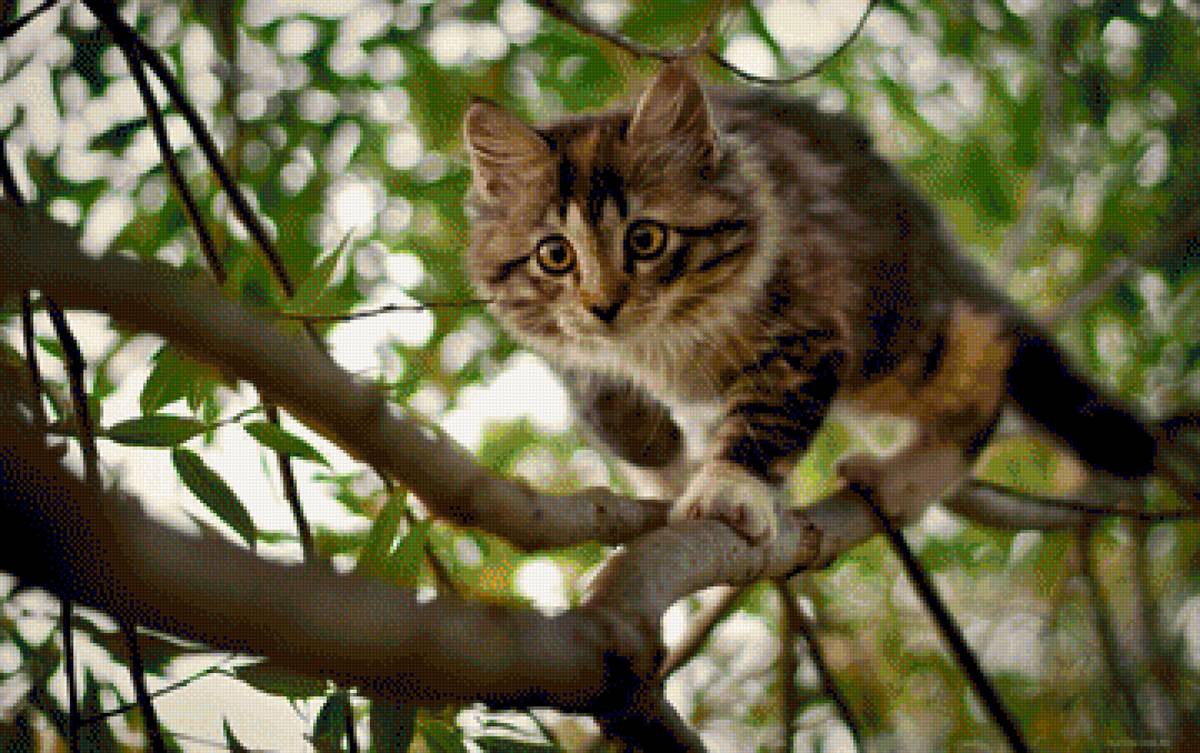 Кошка на дереве - предпросмотр