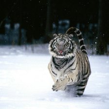 Схема вышивки «Белый тигр»