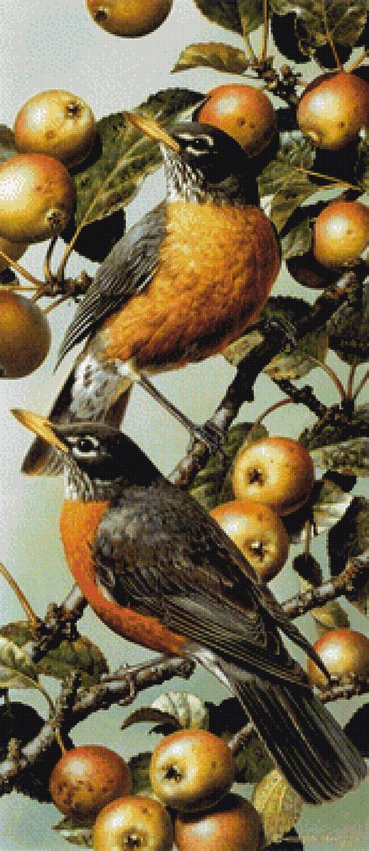 Птицы - птицы, фауна, груши - предпросмотр