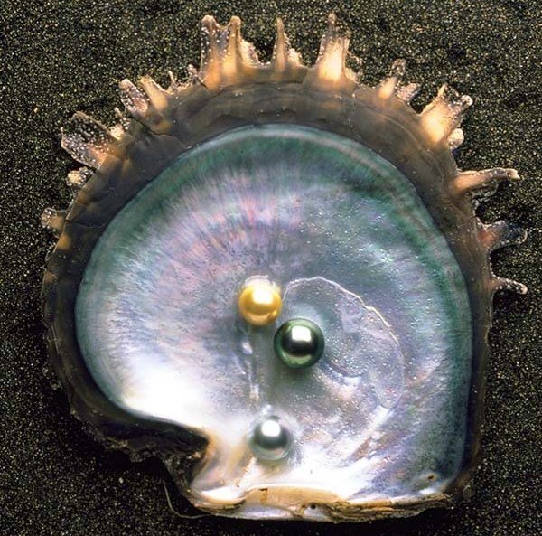 Перламутр - ракушка с жемчугом, перламутр - оригинал