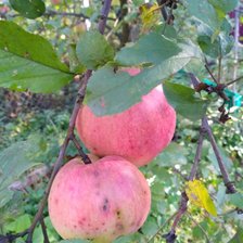 Схема вышивки «Яблоки в саду»