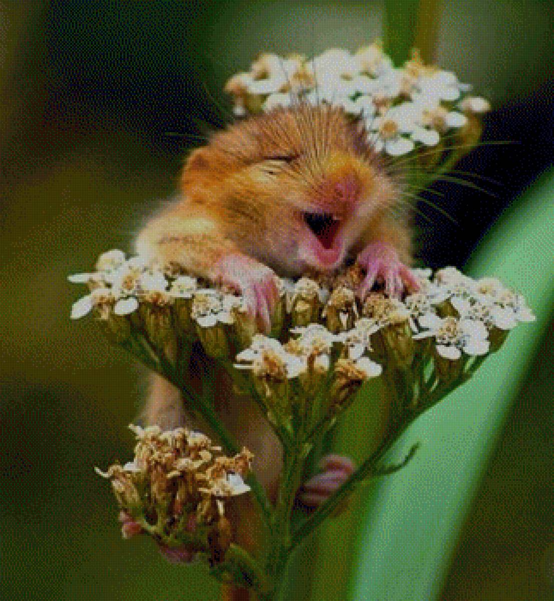 №1983013 - предпросмотр