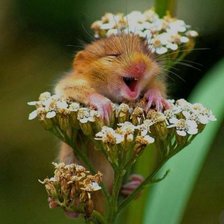 Схема вышивки «№1983013»