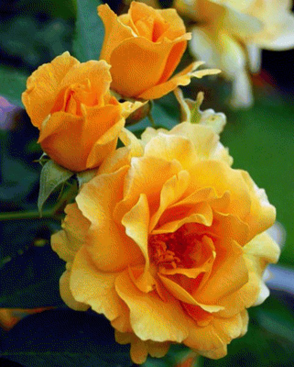 Yellow roses - by amy fose - предпросмотр