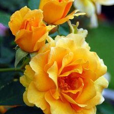 Схема вышивки «Yellow roses»