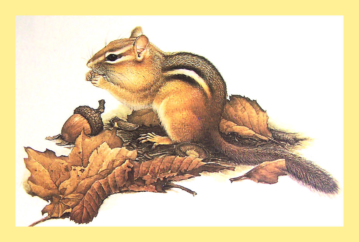 Серия "Грызуны" - бурундучки, животные, грызуны - оригинал
