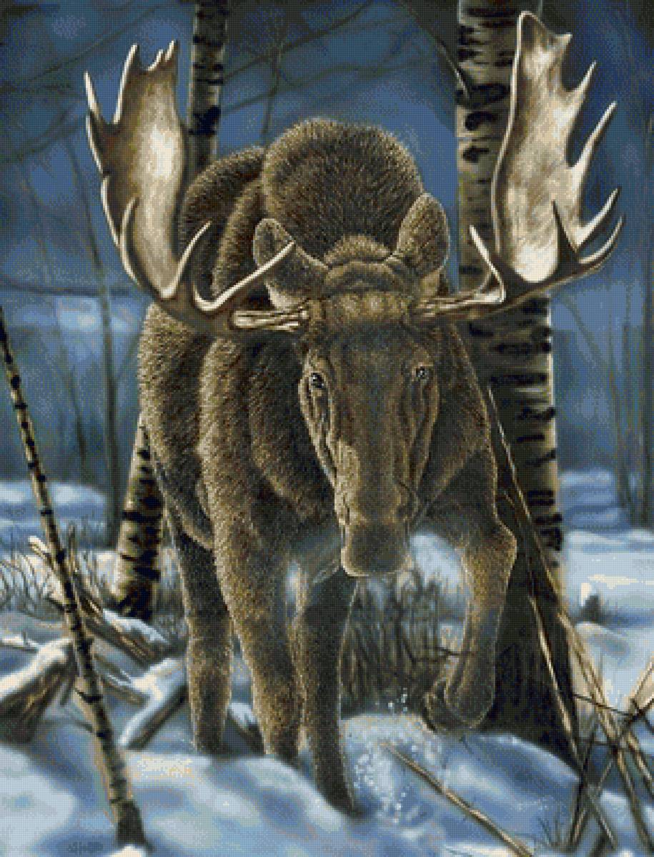 дикие - предпросмотр