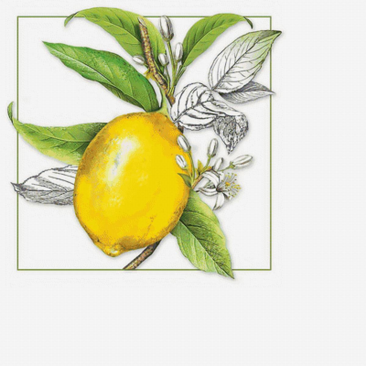 Лимон. - лимон, фрукты - предпросмотр