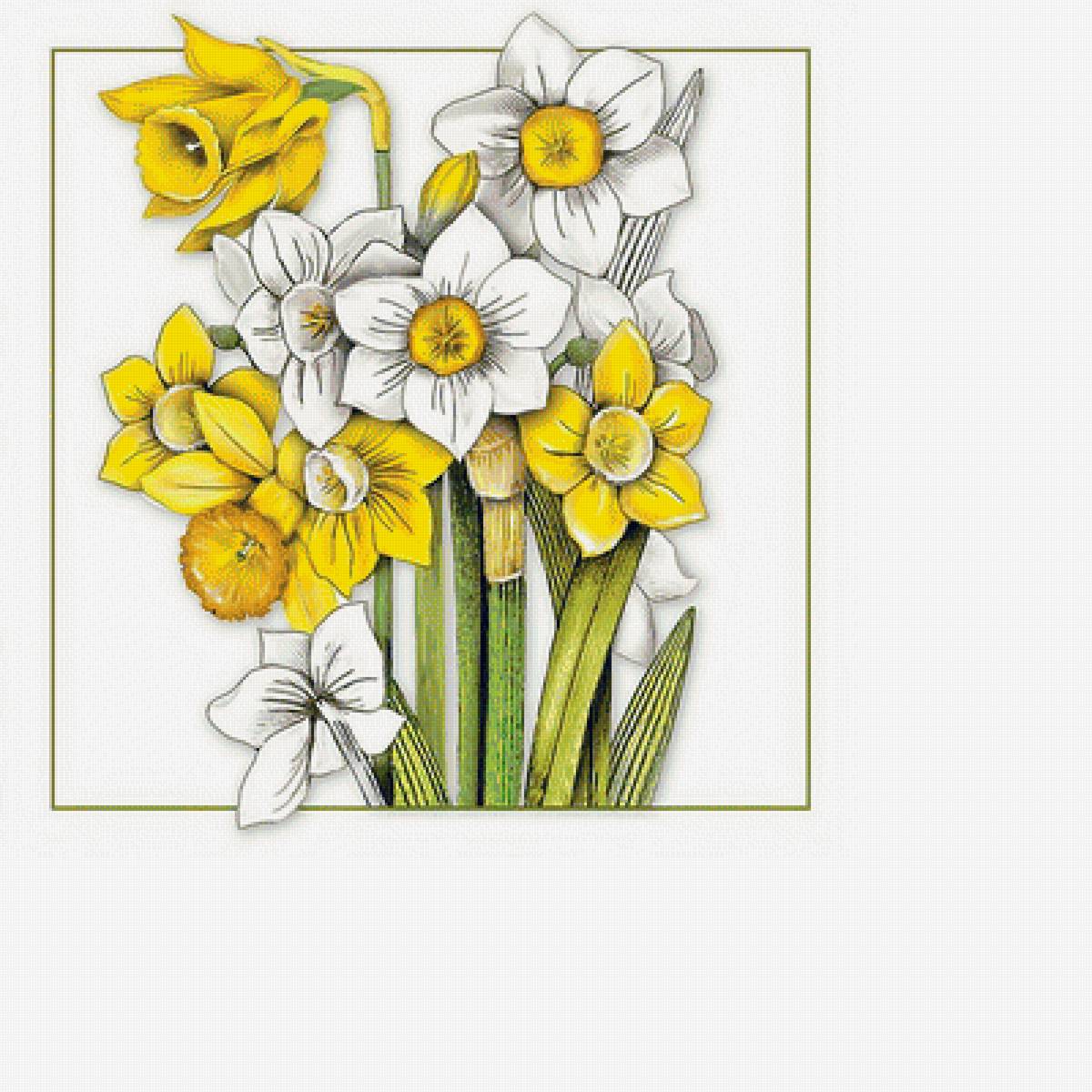 Нарциссы. - цветы, нарциссы - предпросмотр