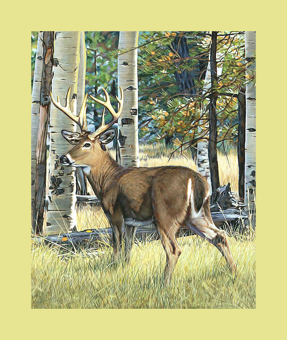 Олень в берёзовой роще. - пейзаж, олень, березы, природа - оригинал