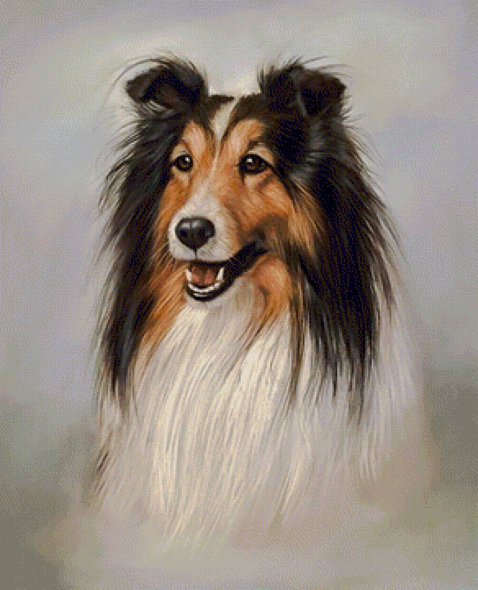 Collie Dog. - animals.portraits. - предпросмотр