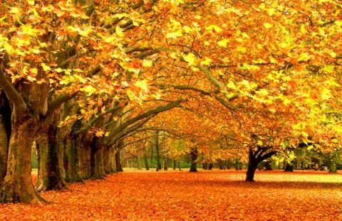 №1983824 - парк, осень, природа, деревья.желтые листья - оригинал