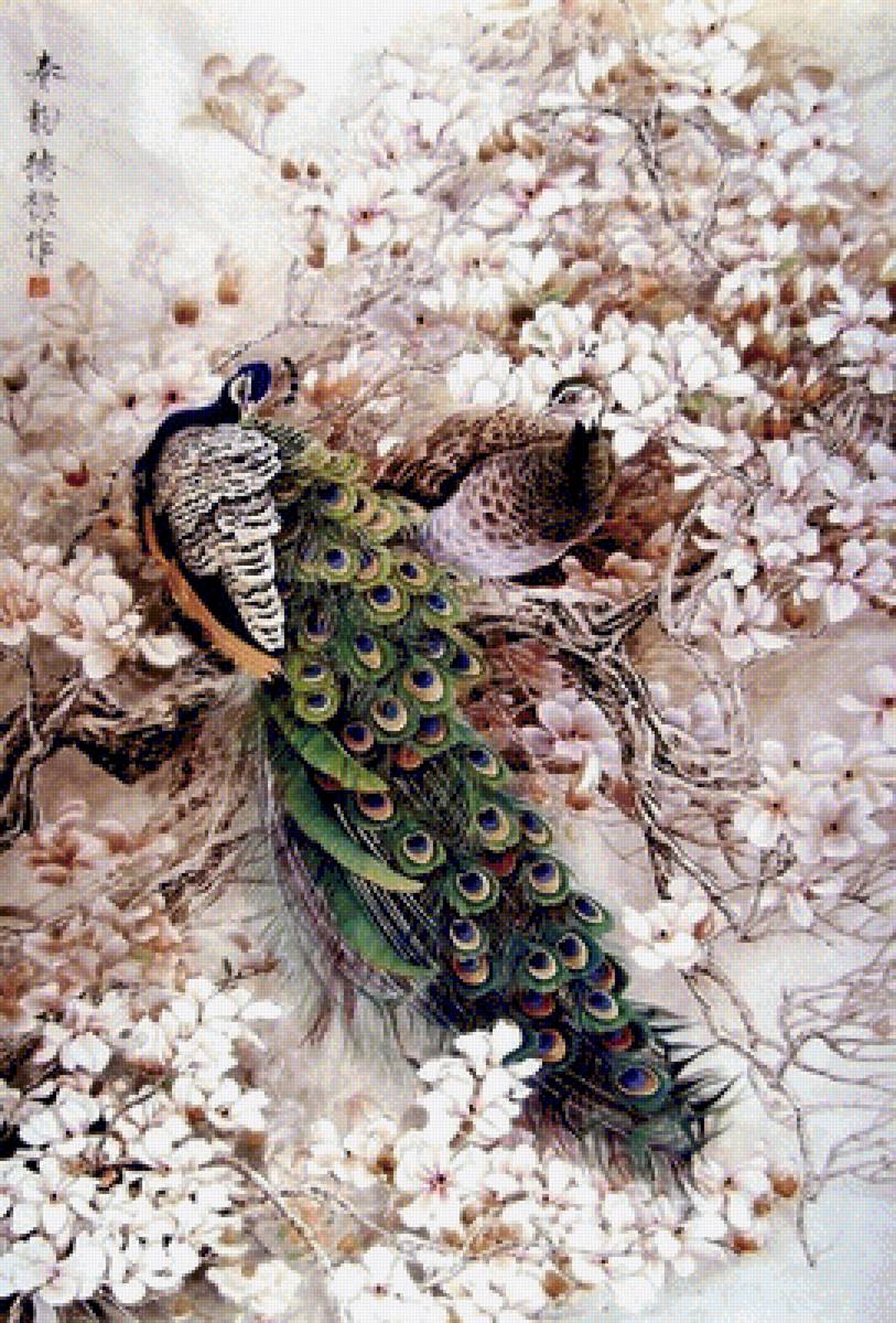 Павлин - павлин. пейзаж, природа - предпросмотр