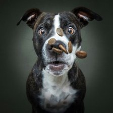 Удивленная собака