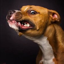 Схема вышивки «Собака выбражуля»