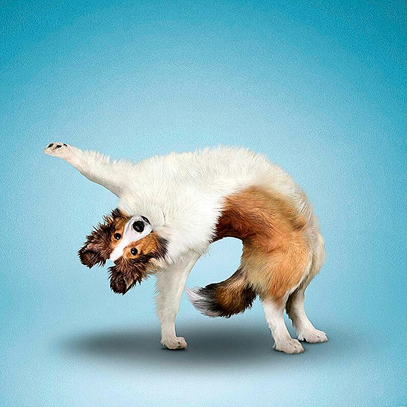 Серия "СОБО-йога" - смешная счастливая спортивная собака - оригинал