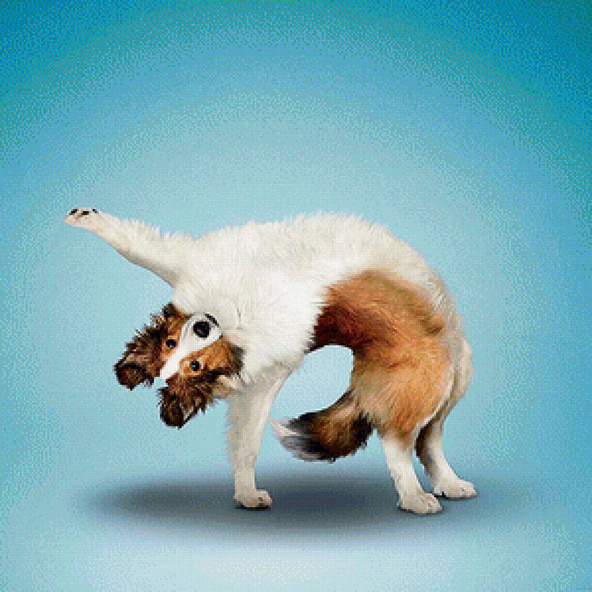 Серия "СОБО-йога" - смешная счастливая спортивная собака - предпросмотр