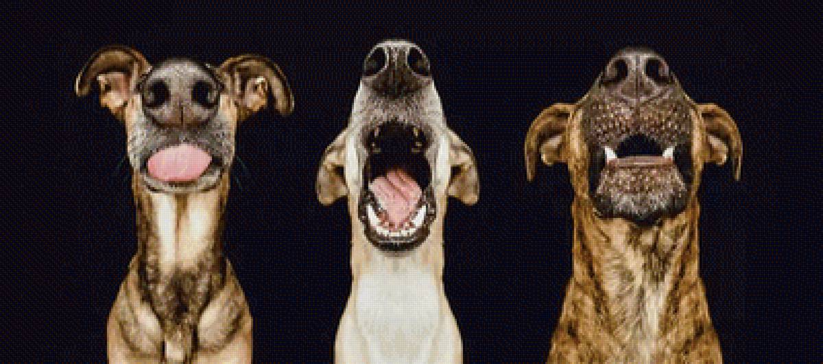 Собачьи носы - три собаки - предпросмотр