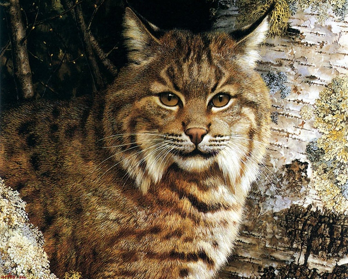 Кошки - оригинал