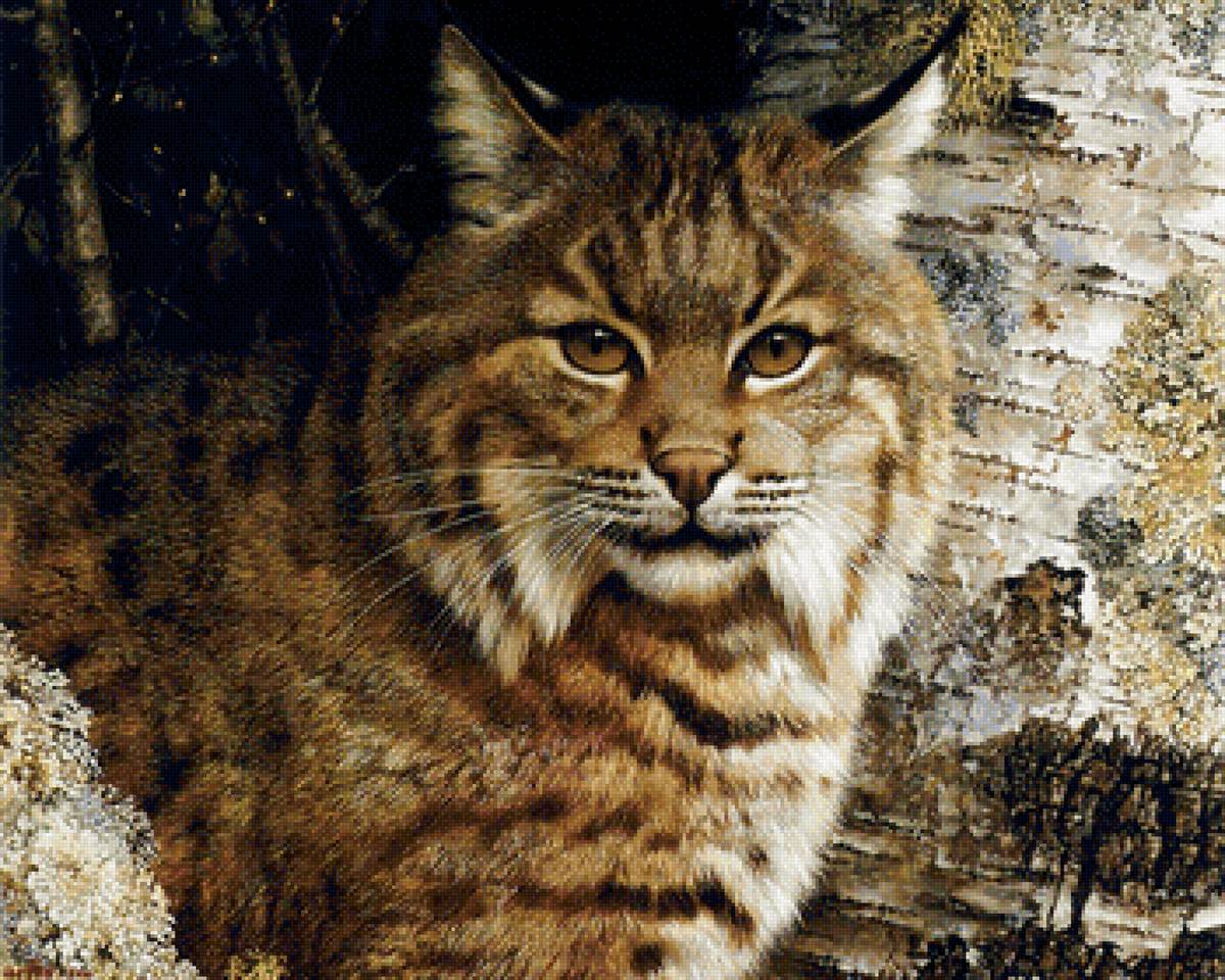 Кошки - предпросмотр