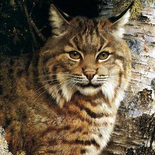 Схема вышивки «Кошки»