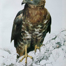 Схема вышивки «Кречет»