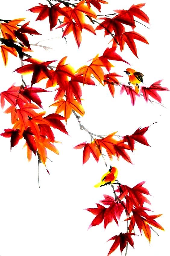 японский клен - японский рисунок, клен, ветка, осень - оригинал