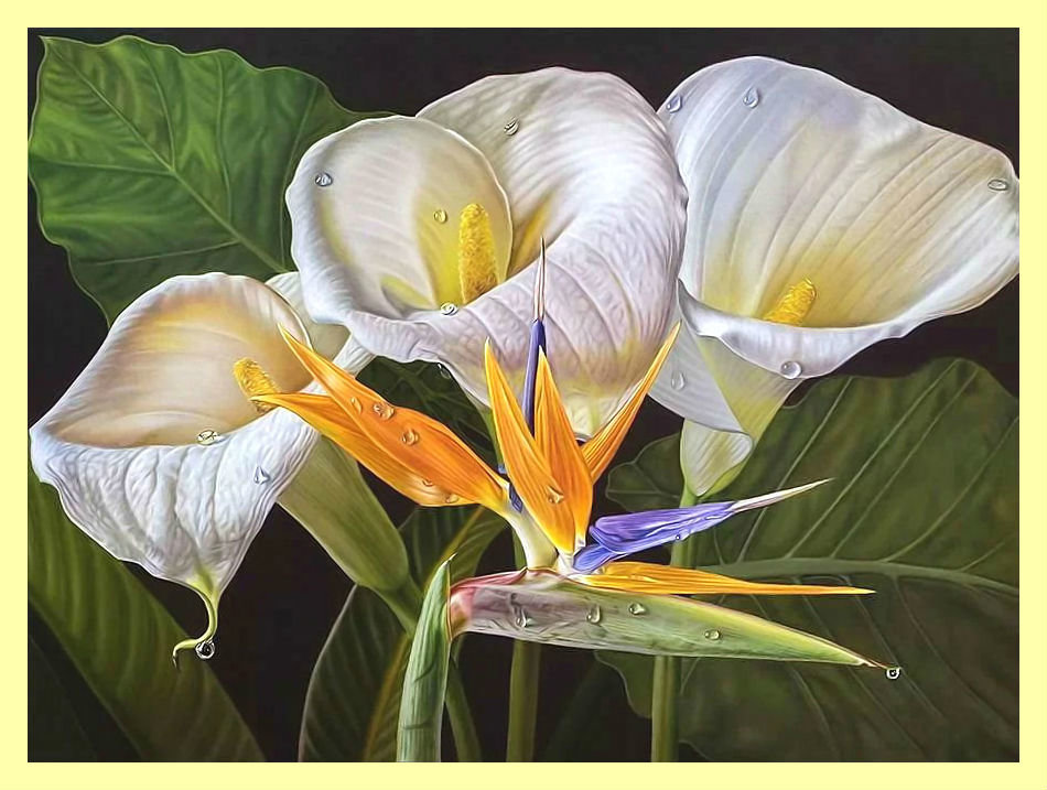 Каллы. - цветы, каллы - оригинал