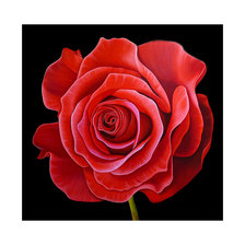 Схема вышивки «Красная роза.»