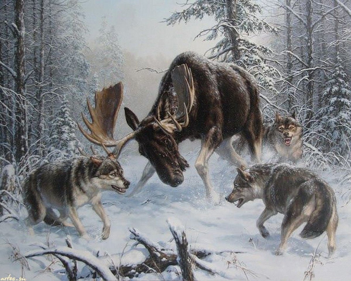 №1984899 - снег, лось, волки, зимний лес, природа - оригинал