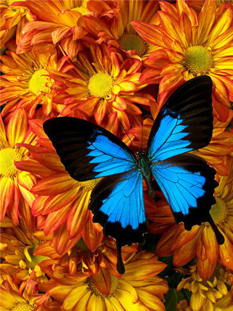 бабочка на цветах - цветы, бобочки - оригинал