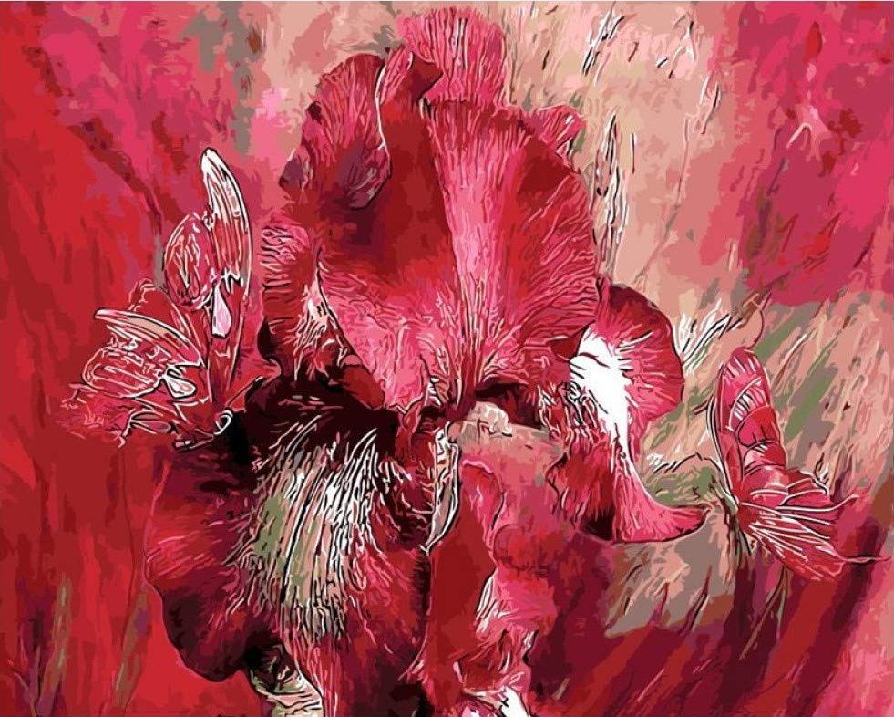 Красный Ирис - красивые картинки - оригинал