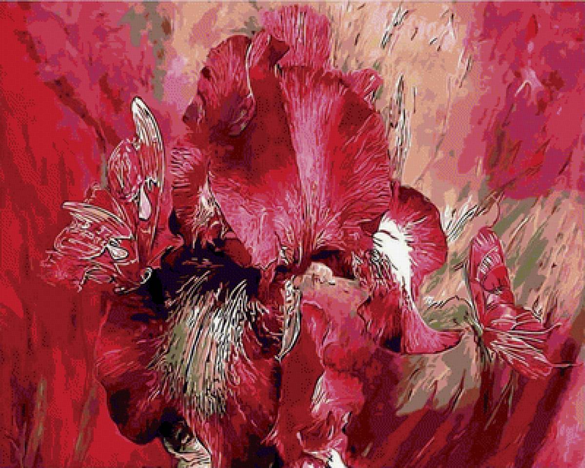 Красный Ирис - красивые картинки - предпросмотр