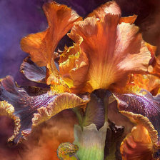 Схема вышивки «Ирис»