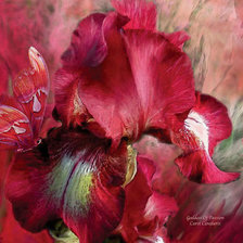 Схема вышивки «Красный  Ирис»