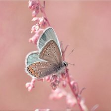 Схема вышивки «Мотылек»