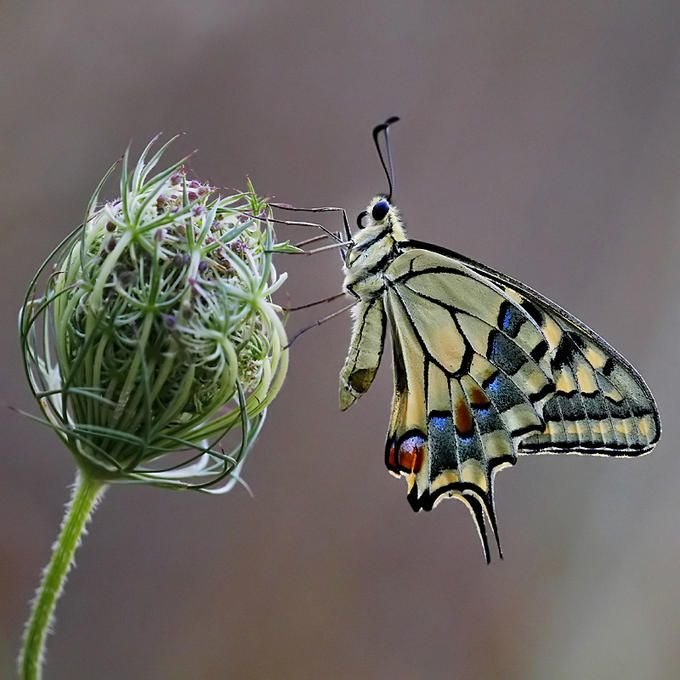 Мотылек - красивые картинки - оригинал