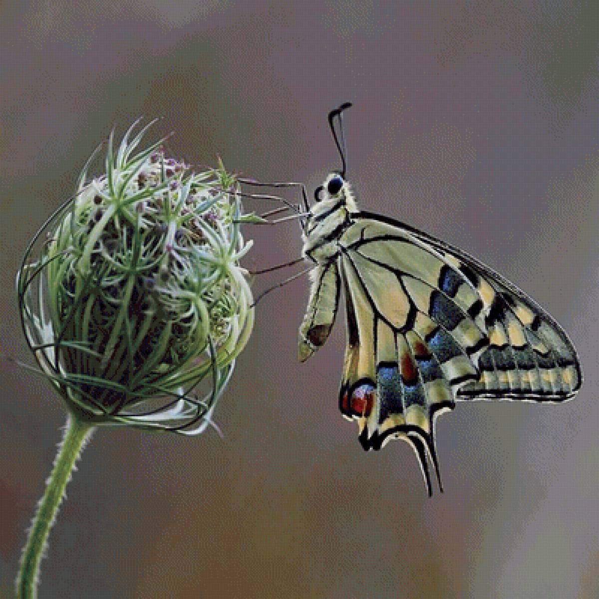 Мотылек - красивые картинки - предпросмотр