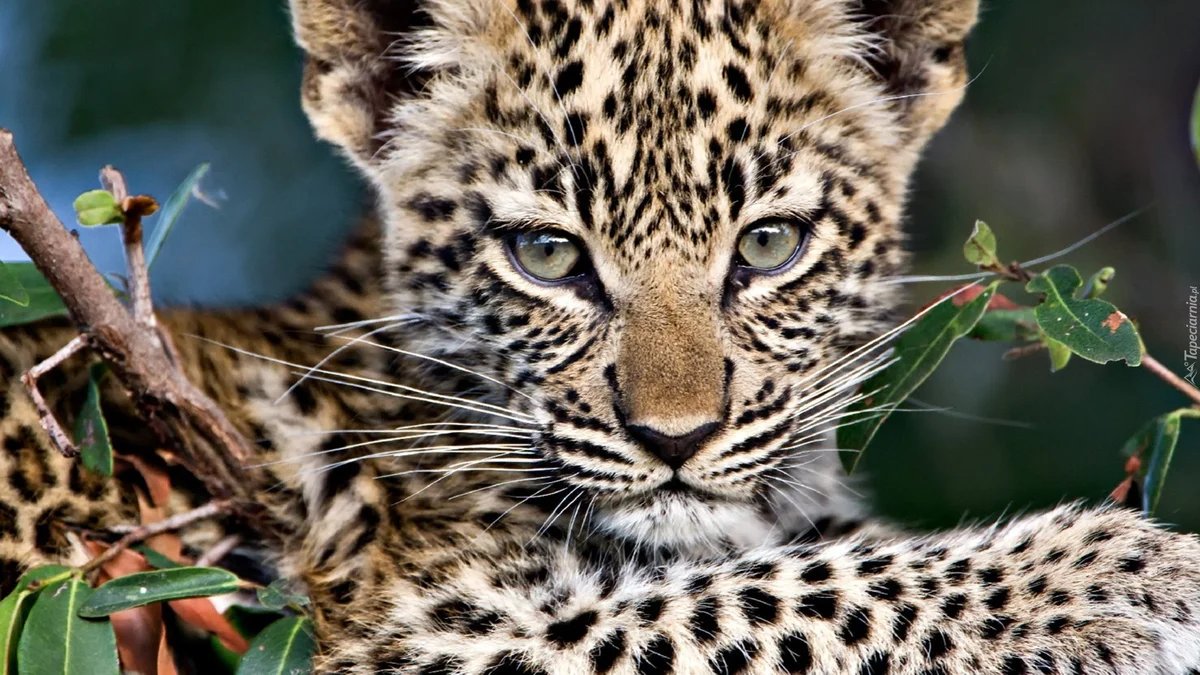 Малыш - леопад - оригинал