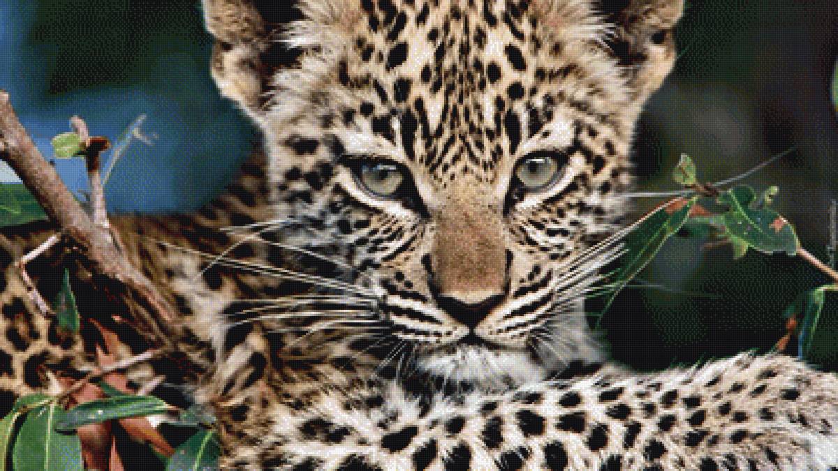 Малыш - леопад - предпросмотр