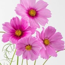 Схема вышивки «№1985907»