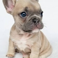 Схема вышивки «Маленький собакен»