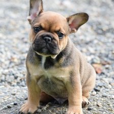 Схема вышивки «Маленький собакен  2»